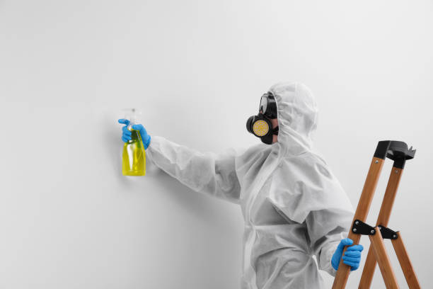 Best Mold Damage Restoration  in Griggsvle, IL